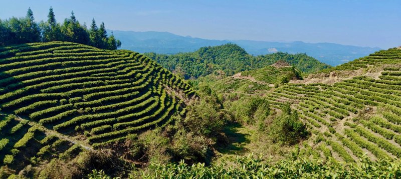 宁化茶叶：自然与传统的完美融合